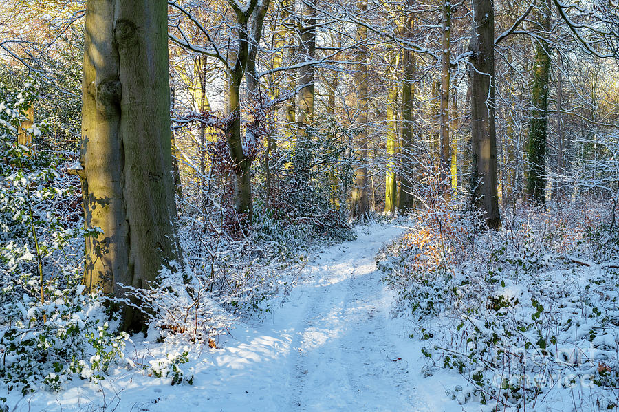 Winter Woodland Light  Photograph by Tim Gainey