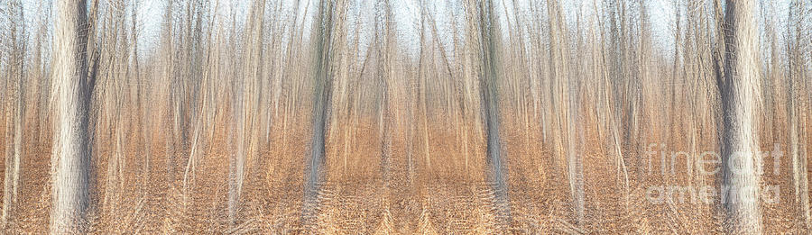 Winter Woodland Photograph by Marilyn Cornwell