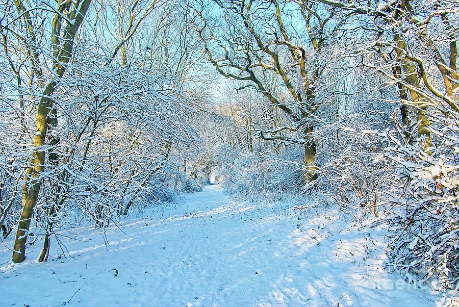 Winter Woodland Photograph by Martyn Arnold