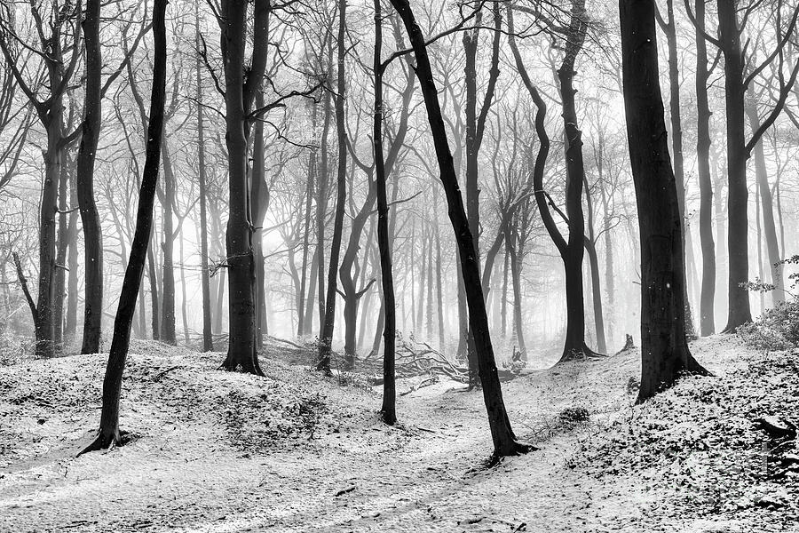 Winter Woodland Realm Monochrome Photograph by Tim Gainey