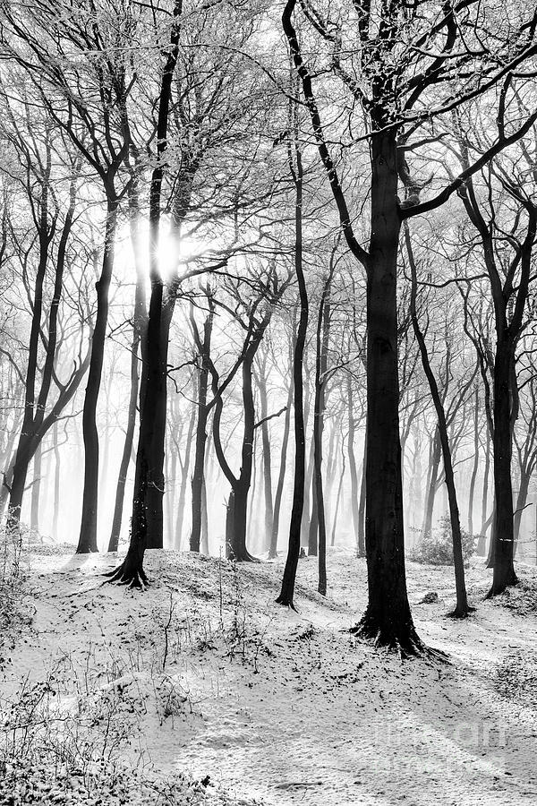 Winter Woodland Realm  Photograph by Tim Gainey