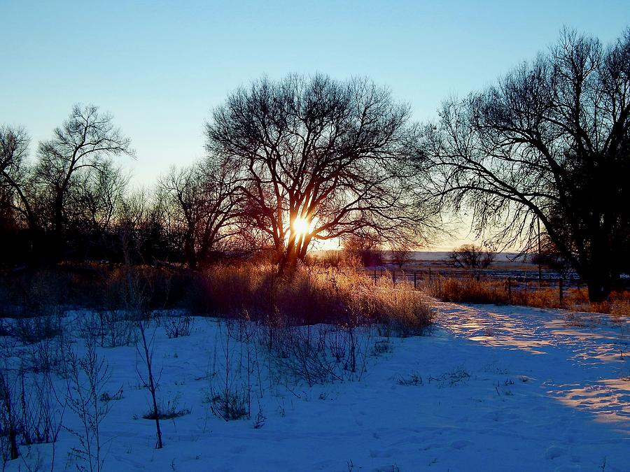 Winter Woodland Sunset Photograph by Dan Miller
