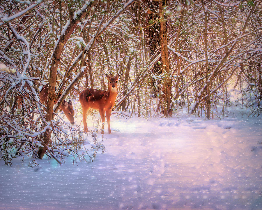 Winter Woodlands Photograph by Laura Vilandre