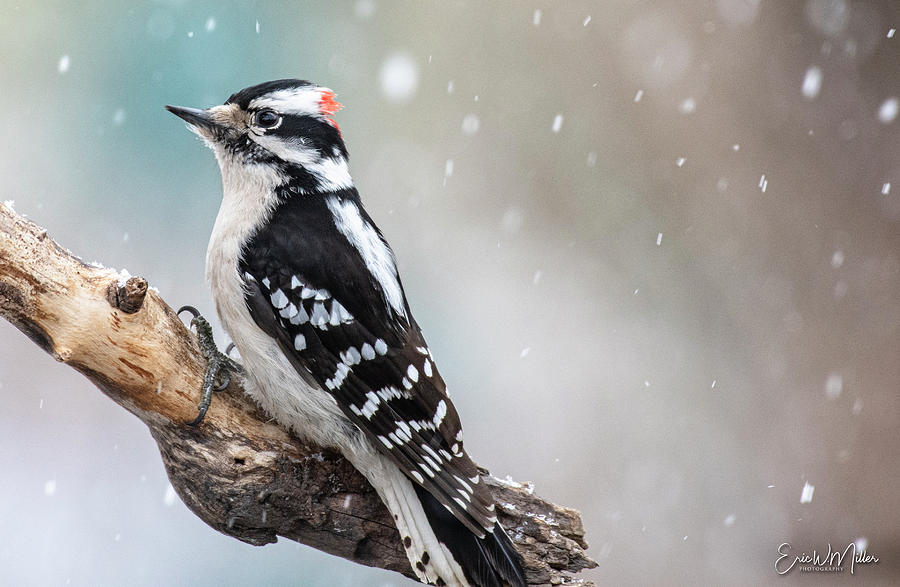 Winter Woodpecker Photograph by Eric Miller