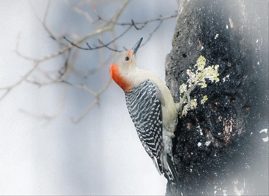 Winter Woodpecker Photograph by Fraida Gutovich