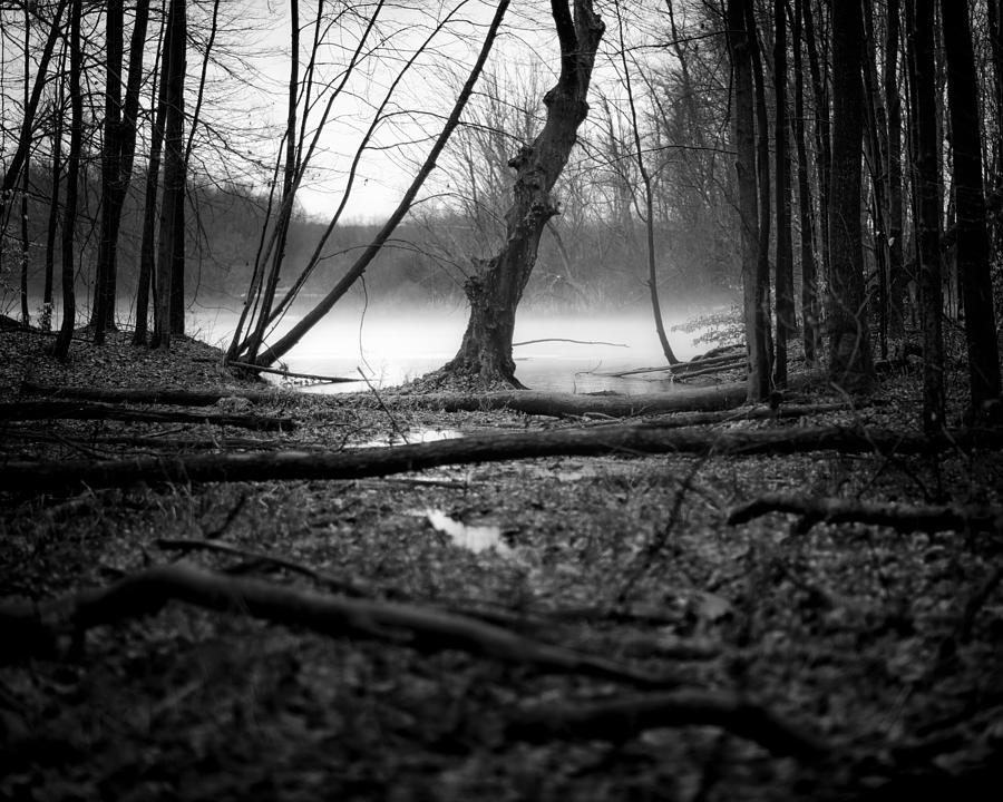 Winter Woods 10 Photograph by Matt Hammerstein