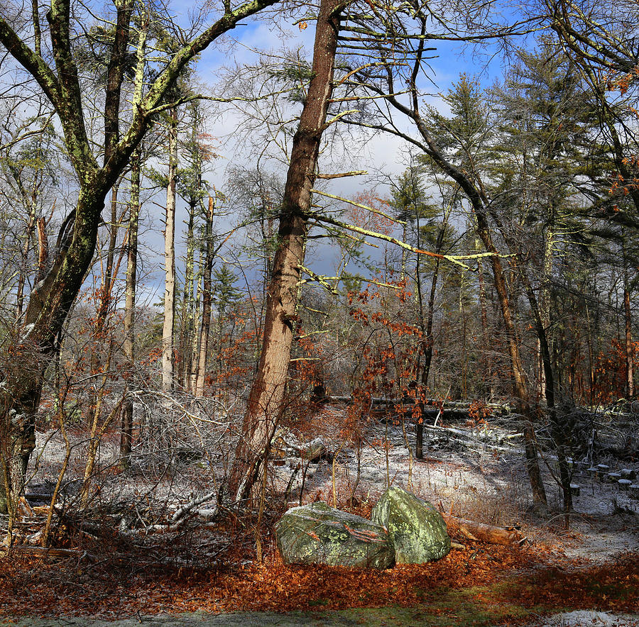 Winter Woods 122621 Photograph by Mary Bedy