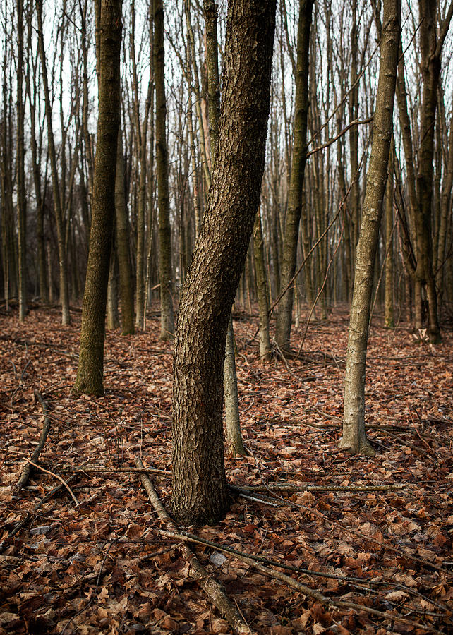 Winter Woods 6 Photograph by Matt Hammerstein