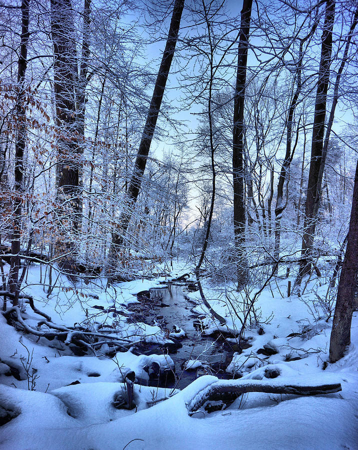 Winter Woods and Stream Photograph by Russ Considine