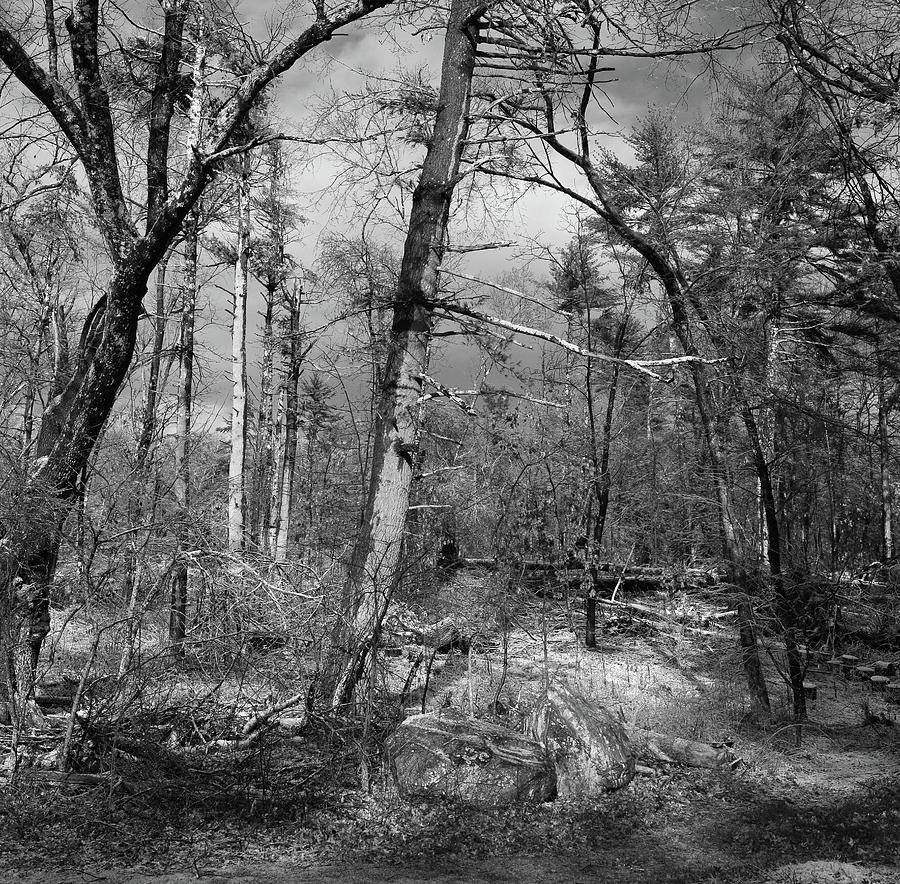 Winter Woods BW 122621 Photograph by Mary Bedy