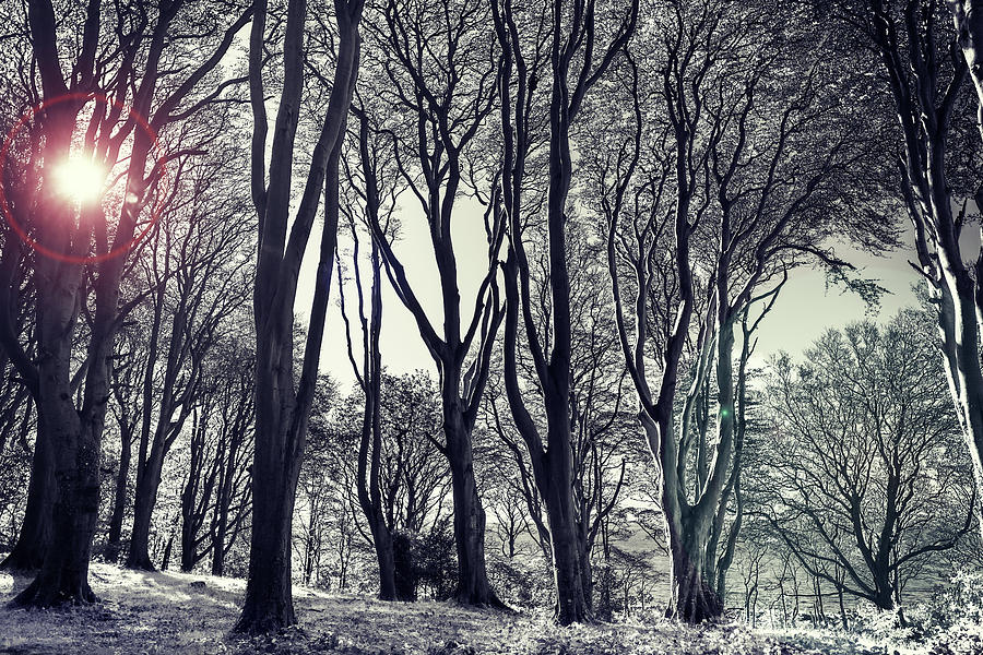 Winter Woods Photograph by Martyn Boyd