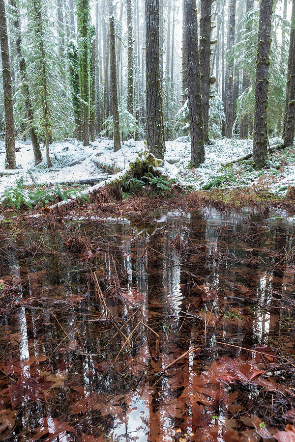Winter Woods Reflection in a Pool of Leaves, Vertical Photograph by Belinda Greb