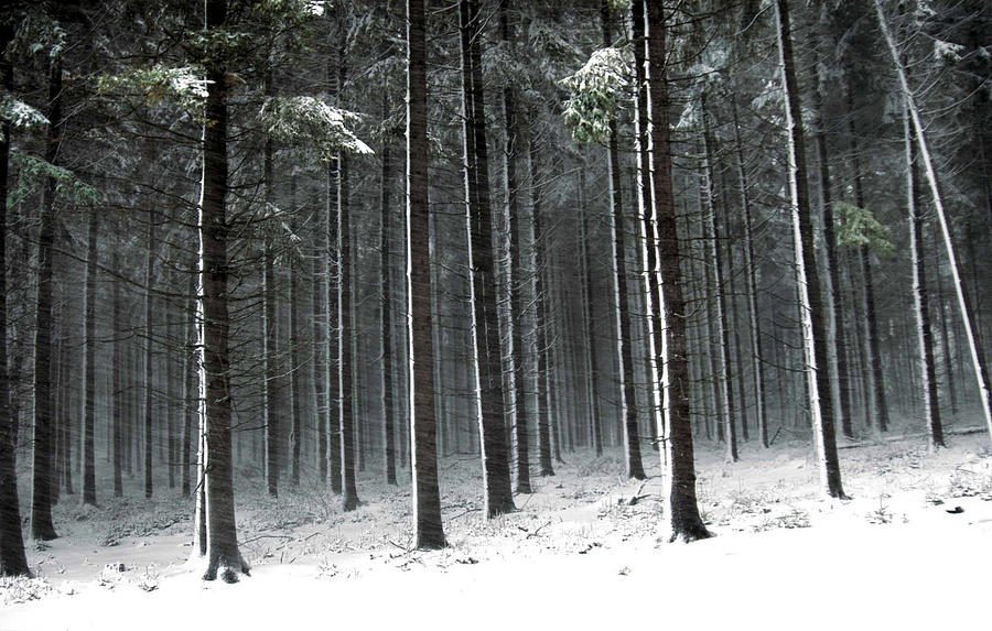 Winter Woods Photograph by Robert Dann