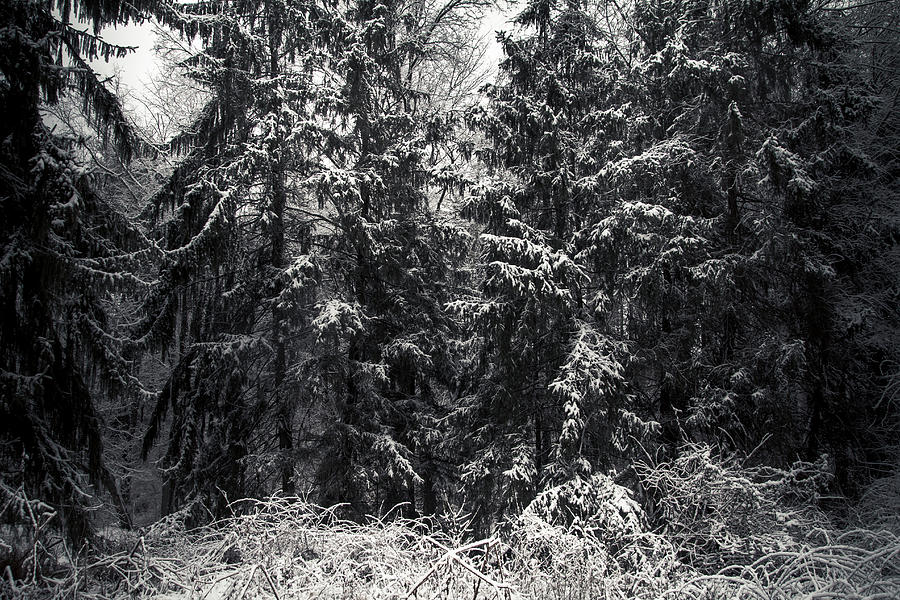 Winter Woods Photograph by Shane Holsclaw
