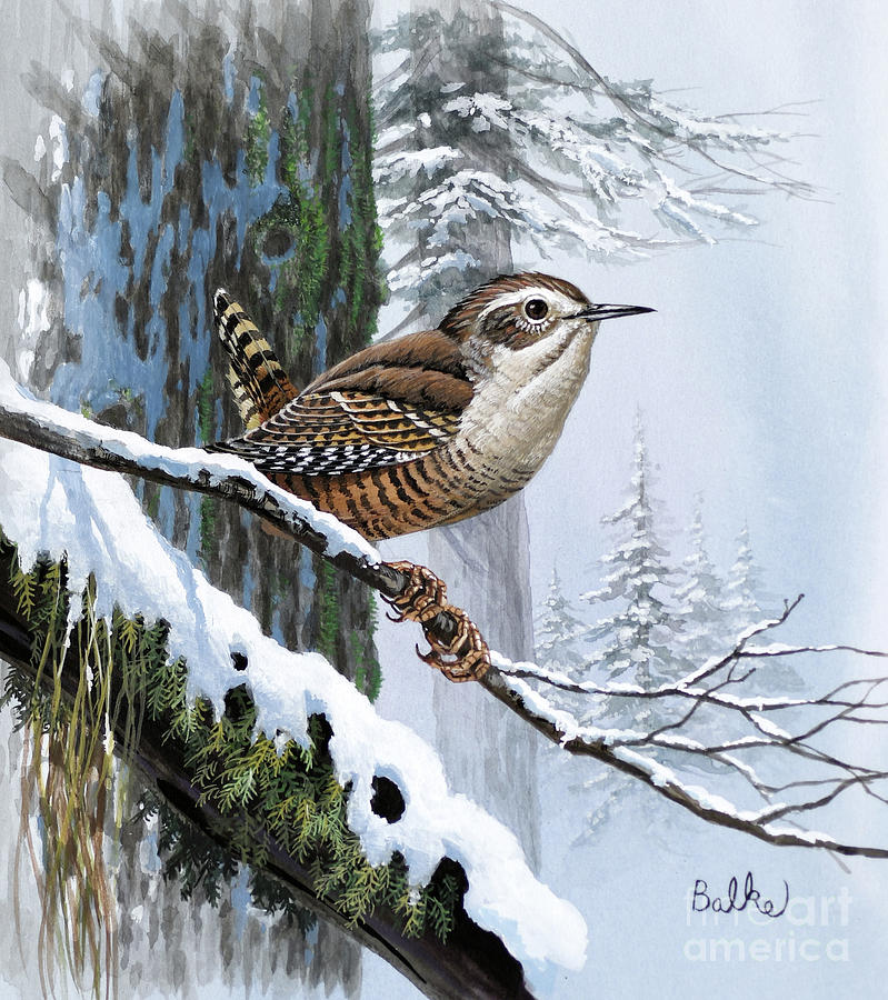 Winter Wren Painting by Don Balke