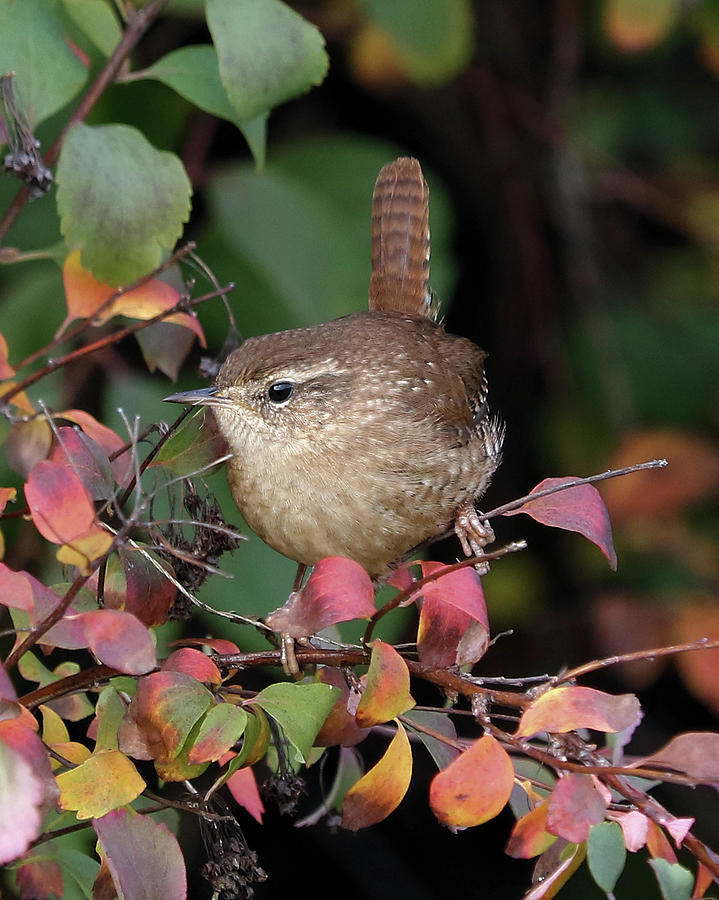 Winter Wren on Colorful Leaves Photograph by Doris Potter