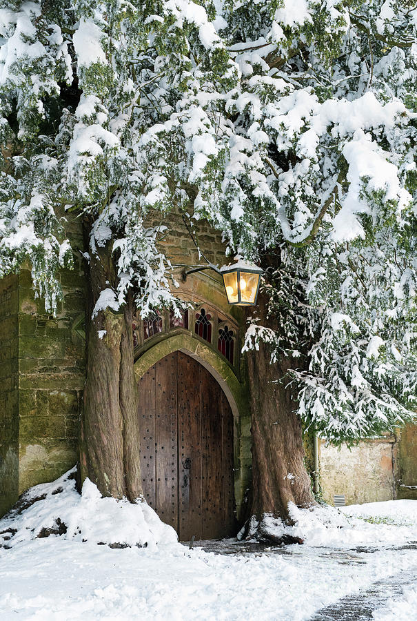 Winter Yew Trees Stow on the Wold Church Photograph by Tim Gainey