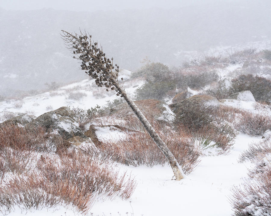 Winter Yucca Photograph by Lawrence Pallant
