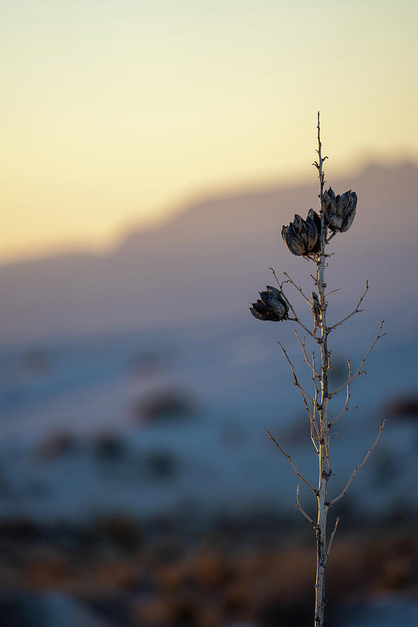 Winter Yucca Plant Photograph by Tina Horne