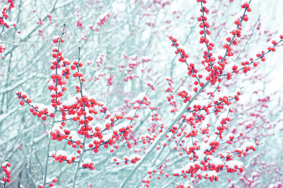 Winterberry Blues Photograph by Kathi Mirto