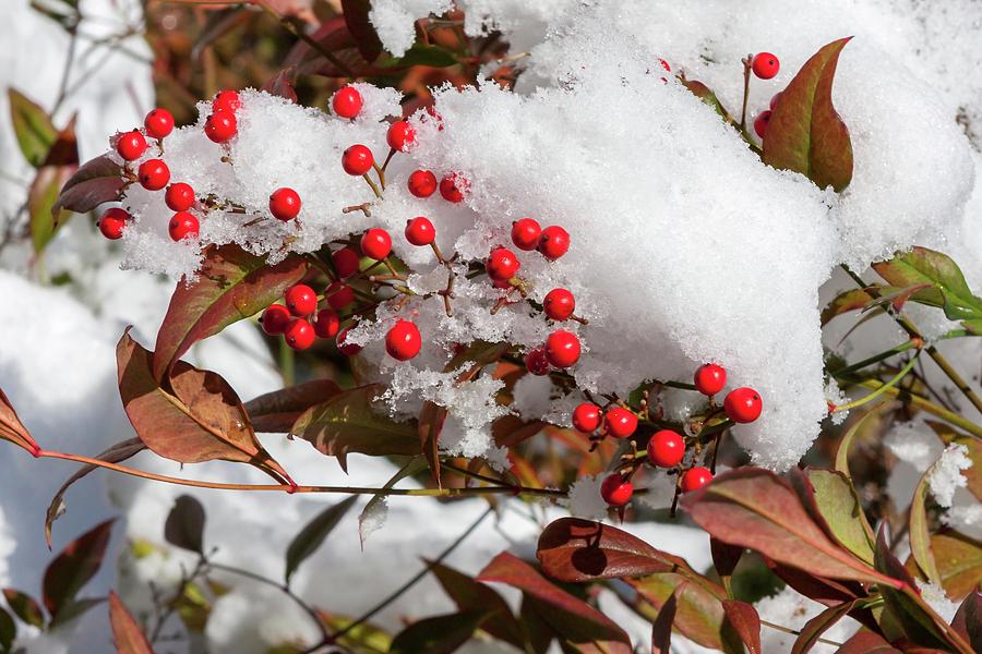 Winterberry in Snow Photograph by Liza Eckardt