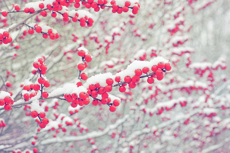 Winterberry In Winter Photograph by Kathi Mirto