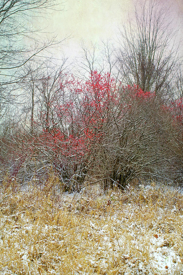 Winterberry Marshland Photograph by Kathi Mirto