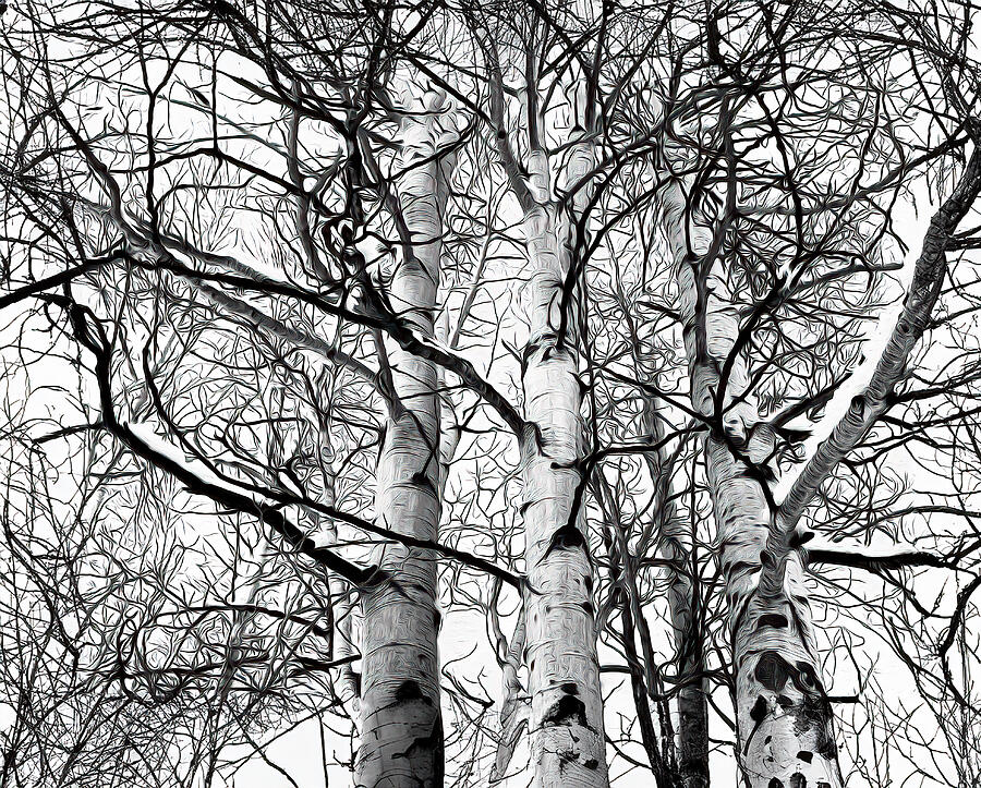 Wintered Aspens Photograph by Joe Schofield Wintered Aspens Photograph by Joe Schofield