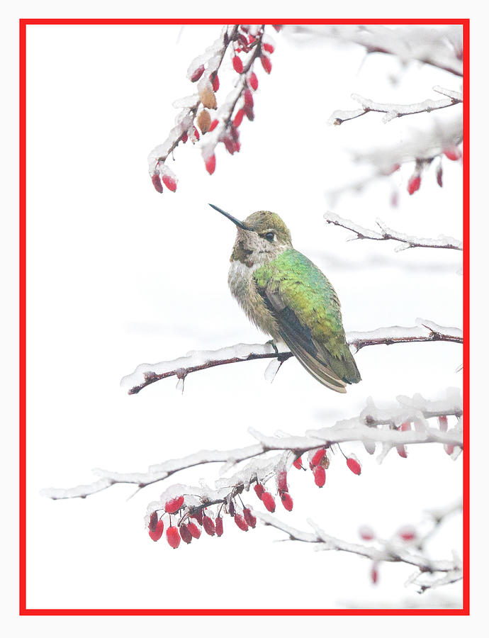 Wintering Annas Hummingbird Photograph by Angie Vogel
