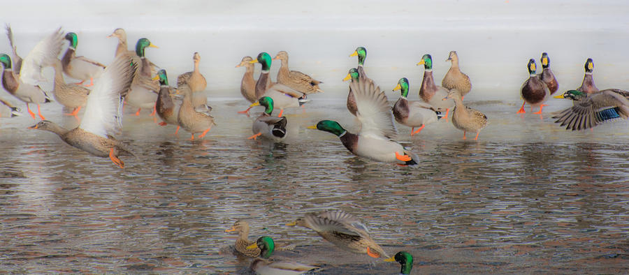 Wintering Ducks Photograph by Linda Bonaccorsi