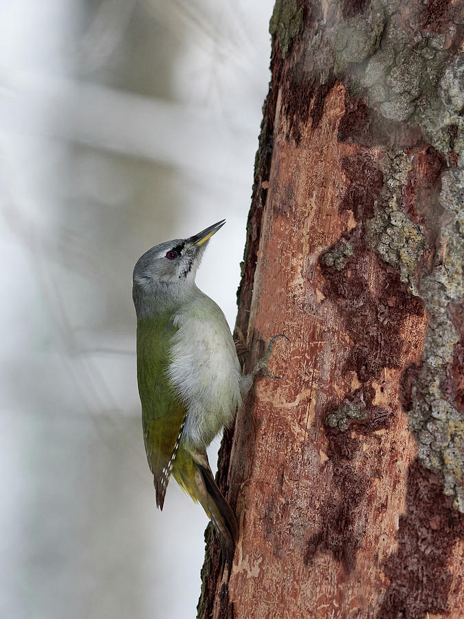 Wintermoods. Grey-headed woodpecker Photograph by Jouko Lehto
