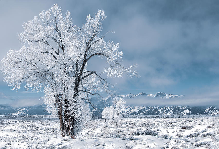 Winters Best in the Grand Tetons Photograph by Marcy Wielfaert
