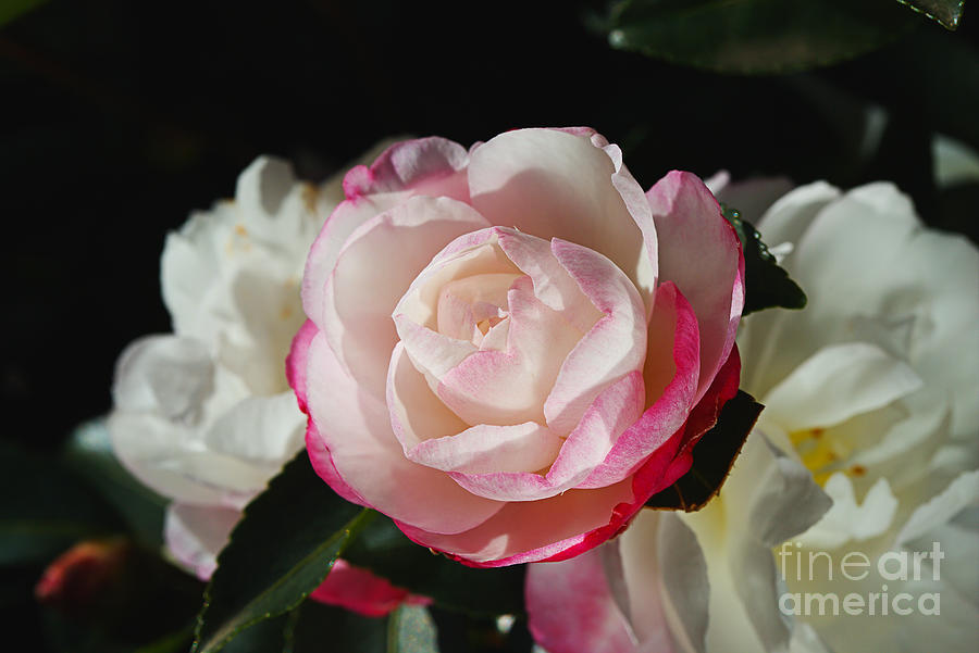 Winters Camellia   Photograph by Joy Watson