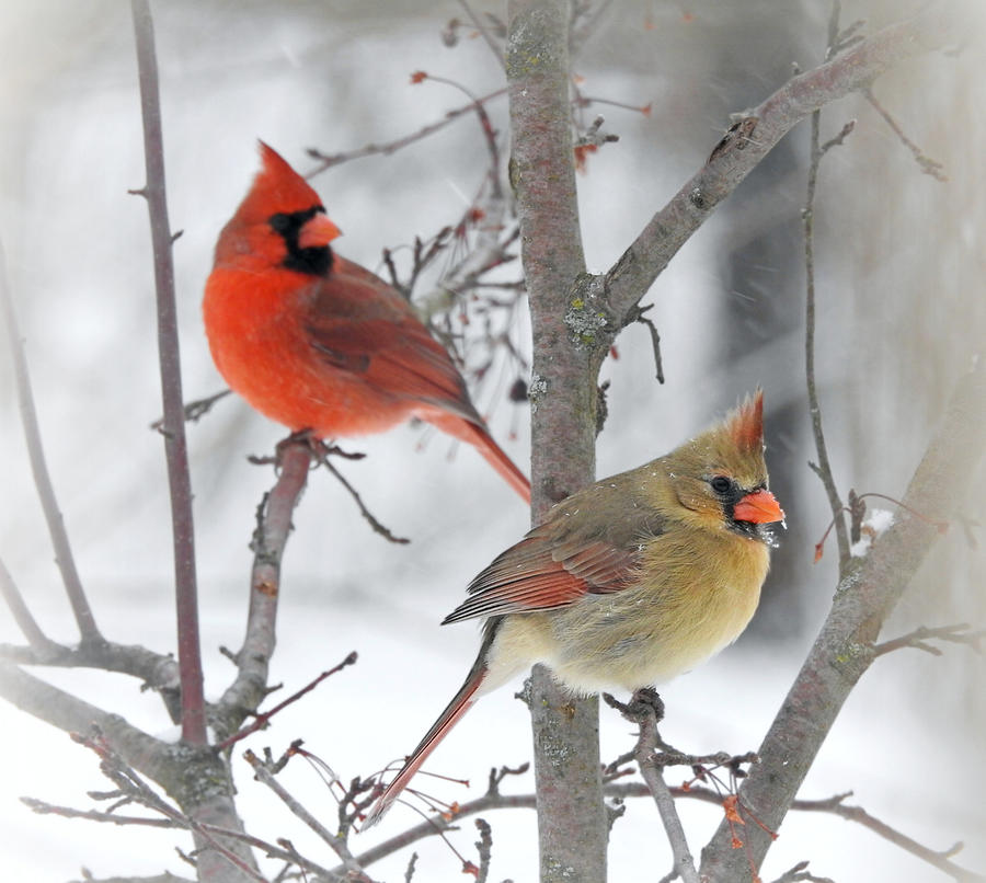 Winter's Colors Photograph by Carmen Macuga - Fine Art America