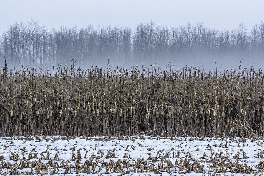 Winters Corn Photograph by Bruce Davis