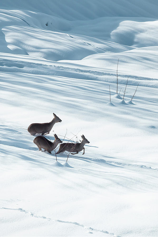 Winters Dance - Deer in Motion Photograph by Benoit Bruchez