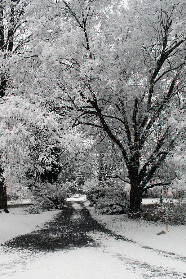 Nature Photograph - Winters Dusting by Holly Morris Nature Photograph - Winters Dusting by Holly Morris