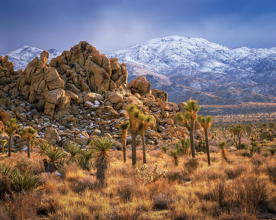 Winters Gold Photograph by Kirk Owens - Fine Art America