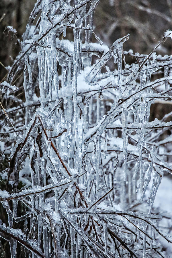 Winters Ice Chandelier  Photograph by Scott Burd