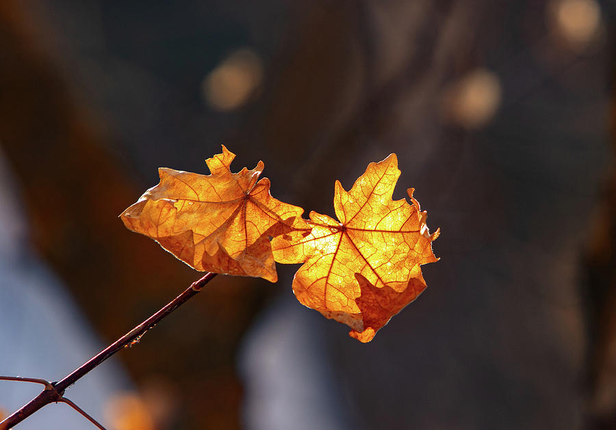 Winters Leaves Photograph by Kent Keller