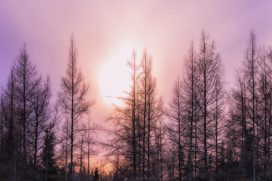 Winters Light Photograph by Sheen Watkins