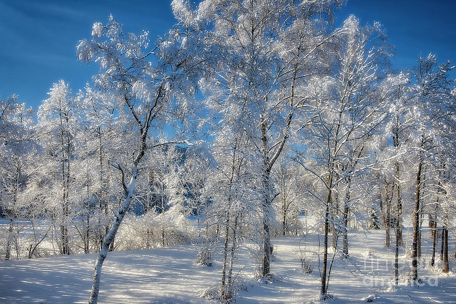 Winters Magic Photograph by Edmund Nagele FRPS