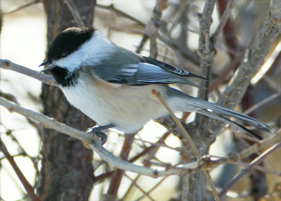 Winter's Mountain Chickadee Photograph by Tracie Fernandez - Fine Art ...