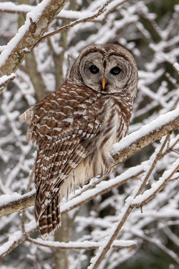 Winters Owl Photograph by Wade Aiken