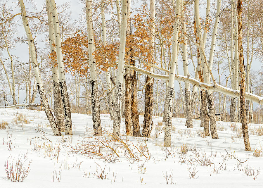 Winters Palette Photograph by Angela Moyer
