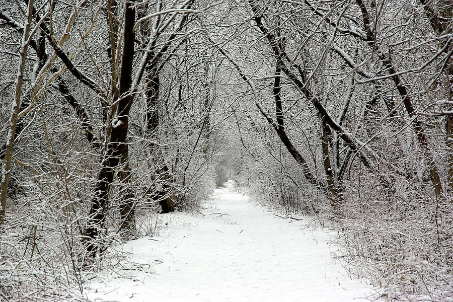 Winters Path - Niagara on the Lake Photograph by Kenneth Lane Smith