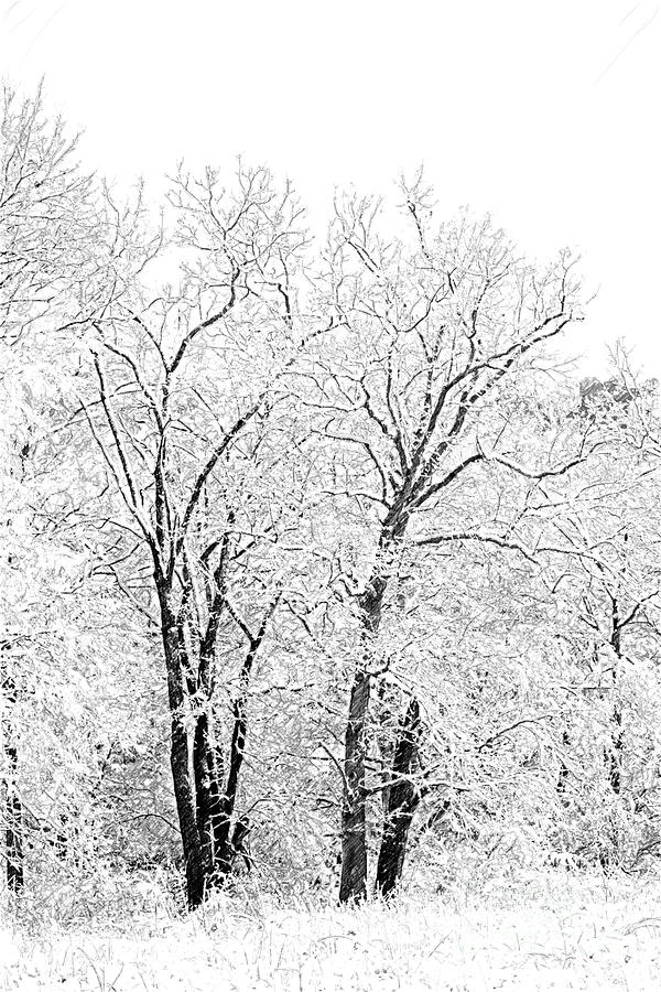 Winterscape Photograph by Nicki McManus