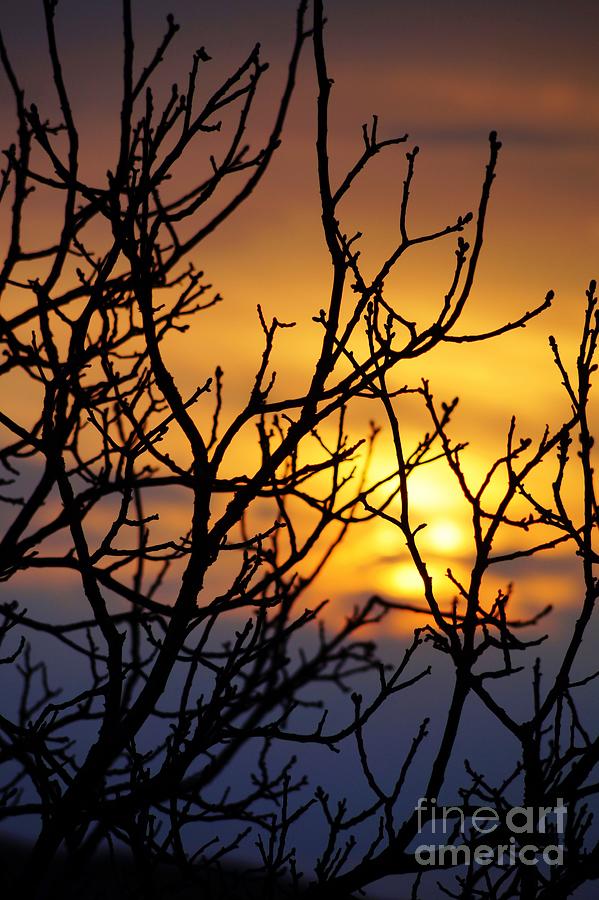 Winter Sunrise Through The Walnut Tree Photograph by Claudia Zahnd-Prezioso
