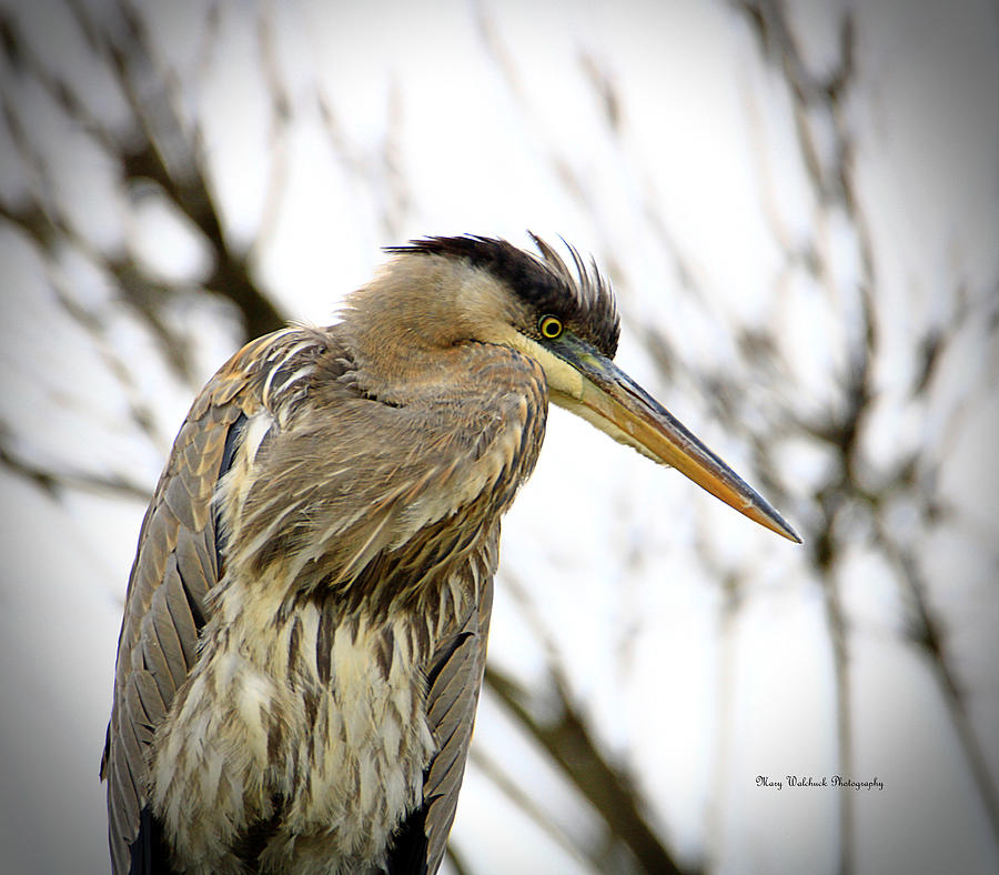 Wintertime Great Blue Heron Photograph by Mary Walchuck