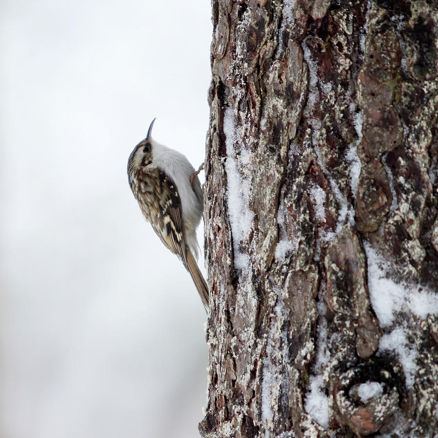 Wintertime habits. Eurasian treecreeper Photograph by Jouko Lehto